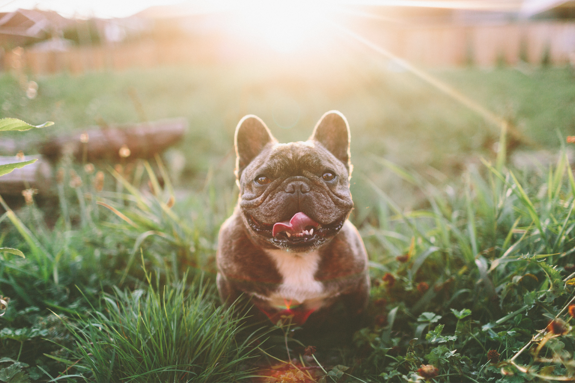 Dog Parks In Toronto - 5 Fantastic Spots To Check Out Today
